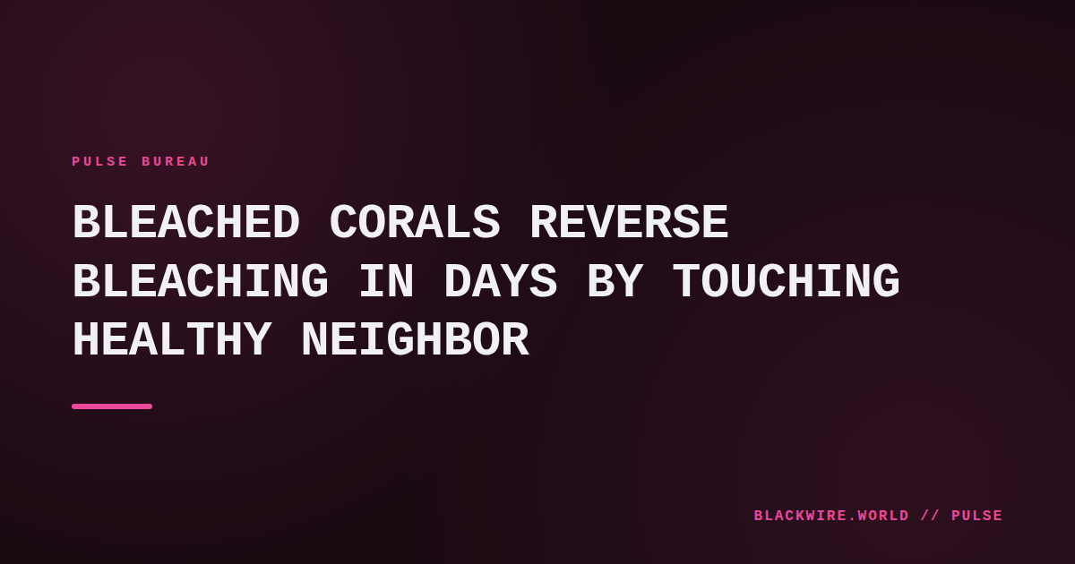 Bleached coral fragment regaining colour after touching a healthy fragment in a laboratory tank