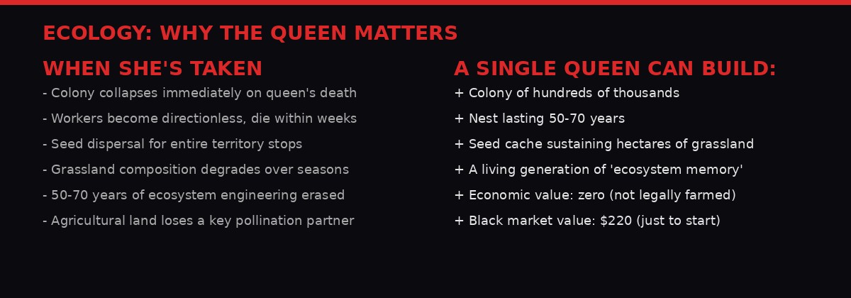 Why the queen ant matters - ecology of Messor cephalotes