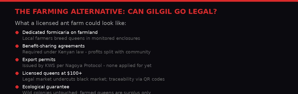 The legal ant farming alternative for Kenya