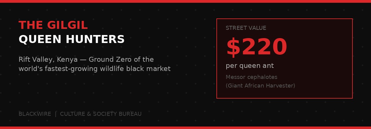 The Price of a Queen - Gilgil, Kenya, ground zero of global ant trafficking