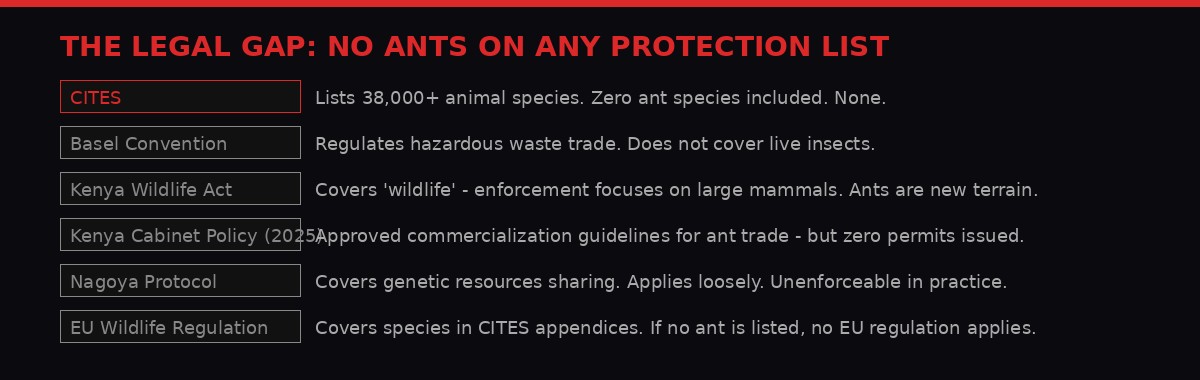 The legal gap - no ants are protected under CITES or any international treaty
