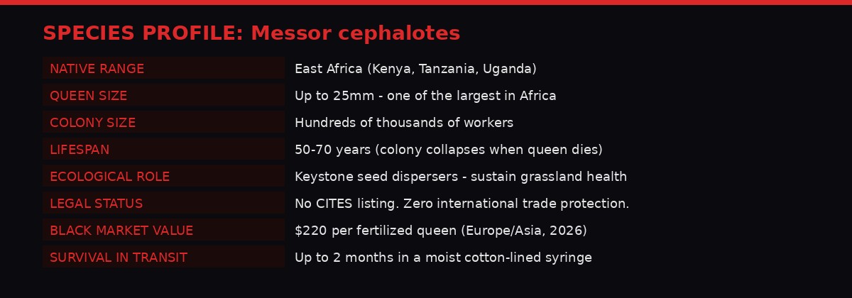 Species profile of Messor cephalotes giant African harvester ant