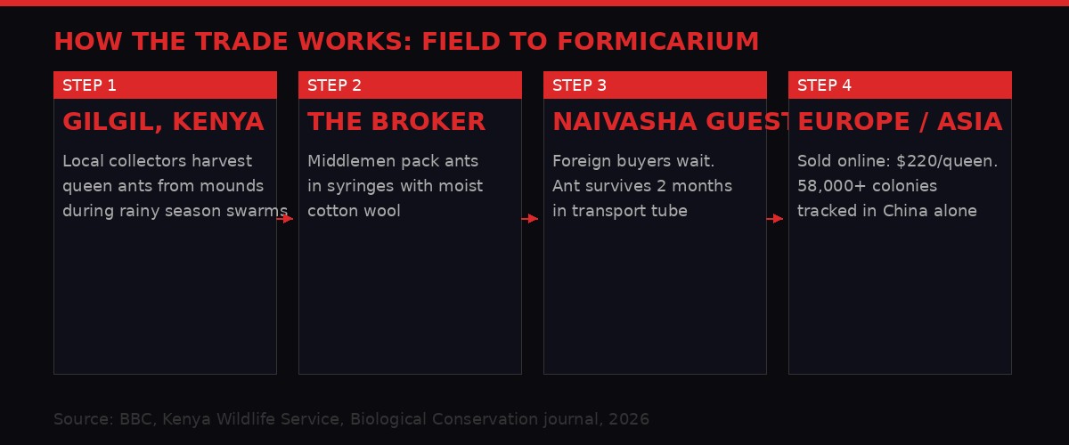 The ant trafficking route from Gilgil Kenya to Europe and Asia