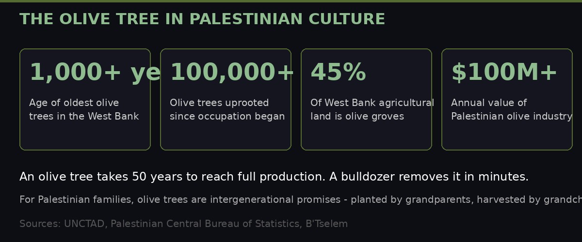 The olive tree in Palestinian culture