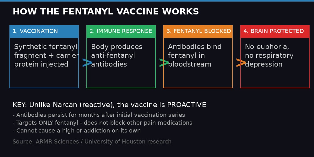 How the Fentanyl Vaccine Works infographic