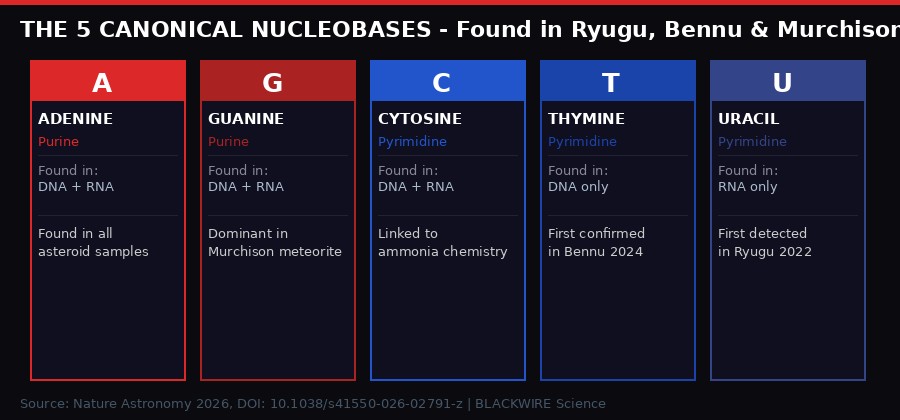 The five canonical nucleobases found in Ryugu, Bennu and Murchison